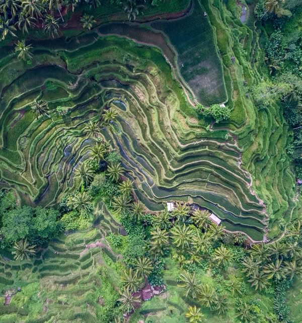 Aerial view of lush green terraced rice fields.